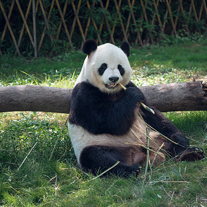 chengdu