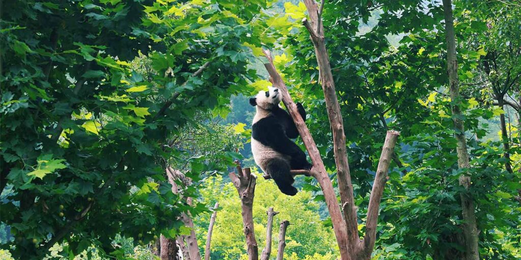 panda chengdu travel