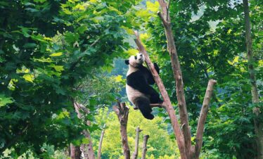 panda chengdu travel