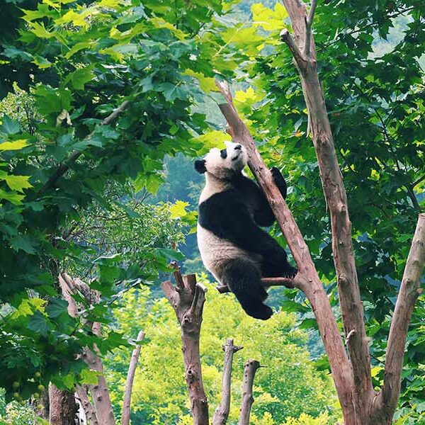 panda chengdu travel