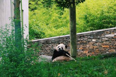 panda 9