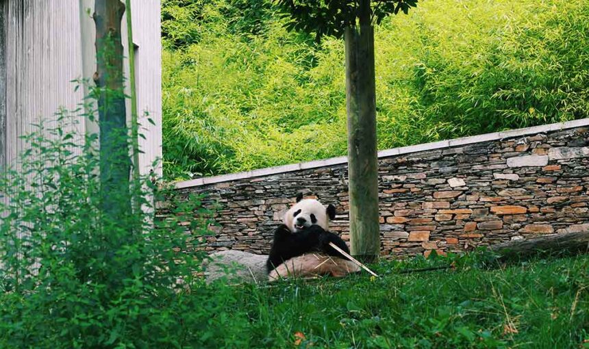 Exploring Chengdu’s Giant Panda Breeding Base