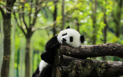 Sichuan Panda Kingdom: 5 Panda Bases