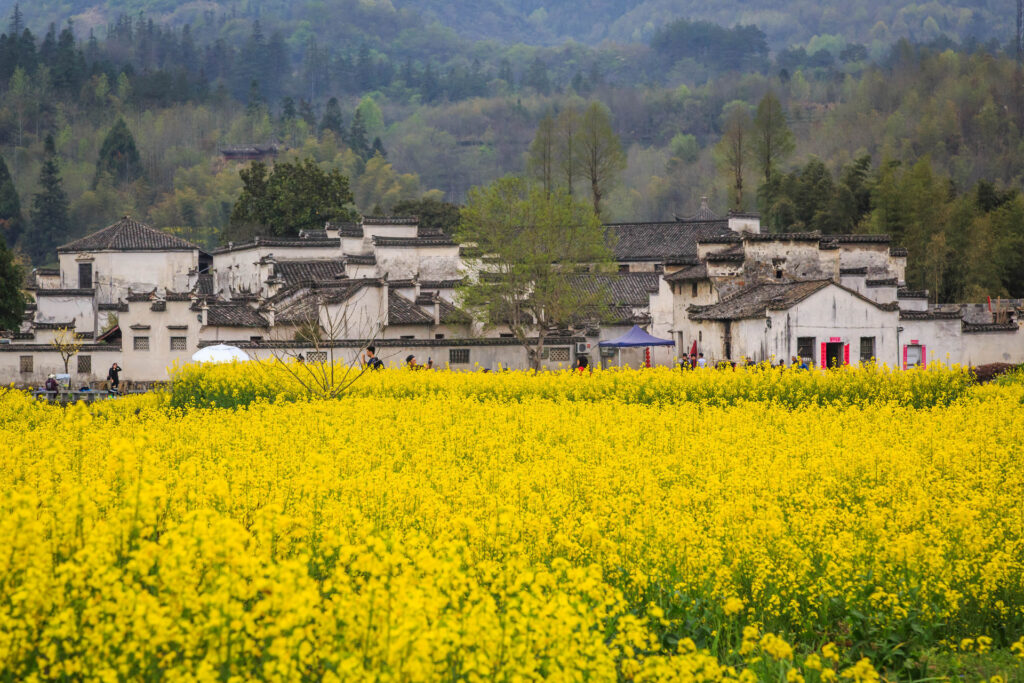 摄图网 501731526 安徽西递古村落油菜花企业商用