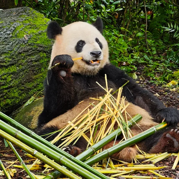 Beyond Chengdu: Pandas, Ancient Water & Blue Lights