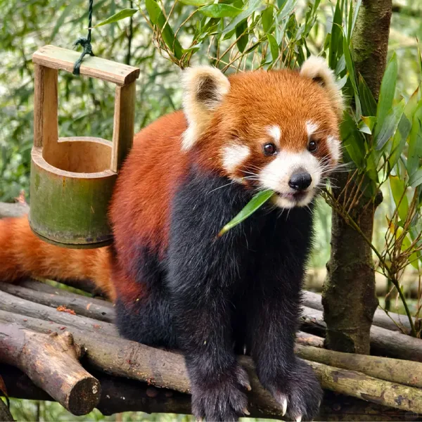 Beyond Chengdu: Pandas, Ancient Water & Blue Lights