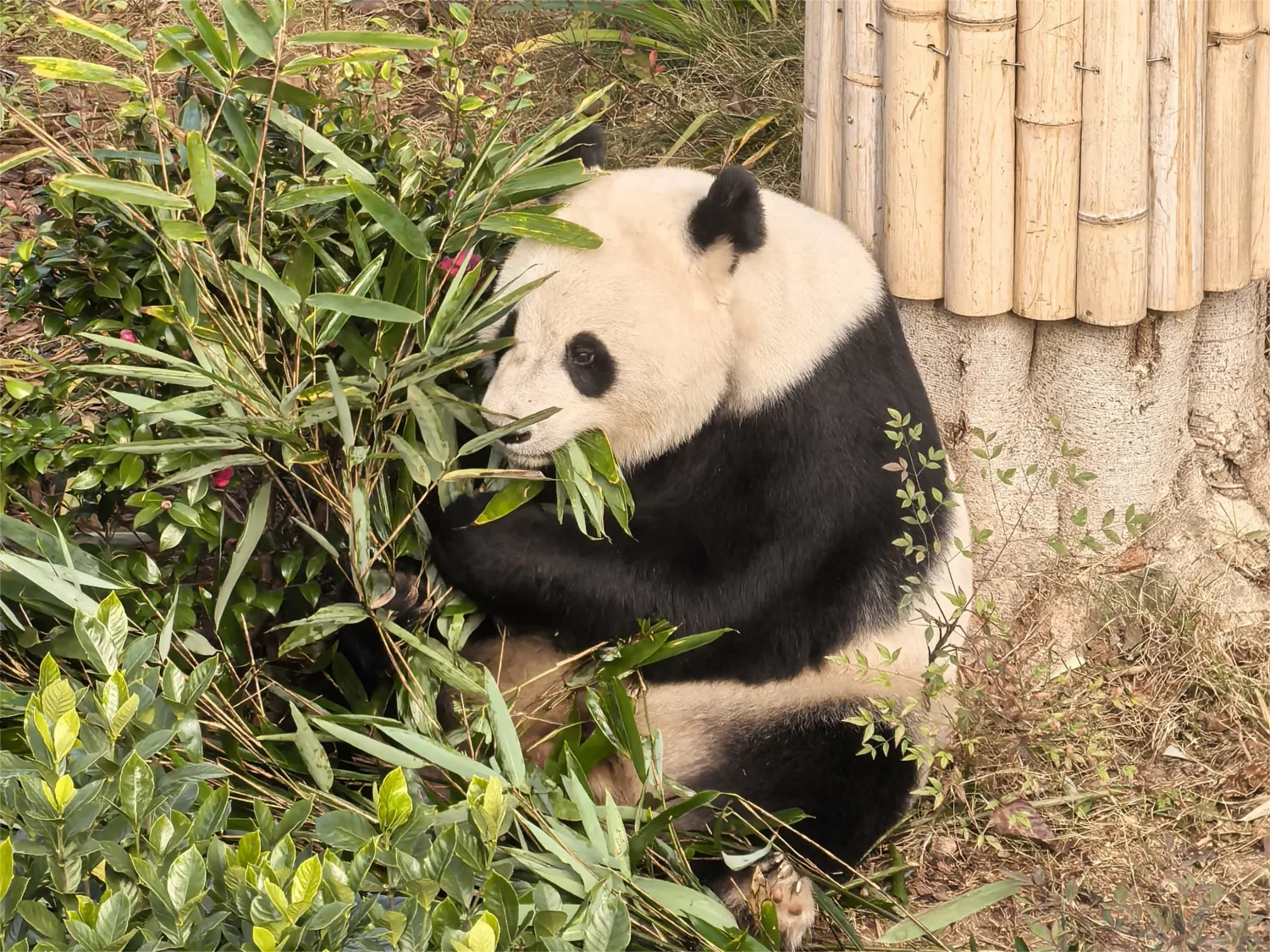 Giant Pandas