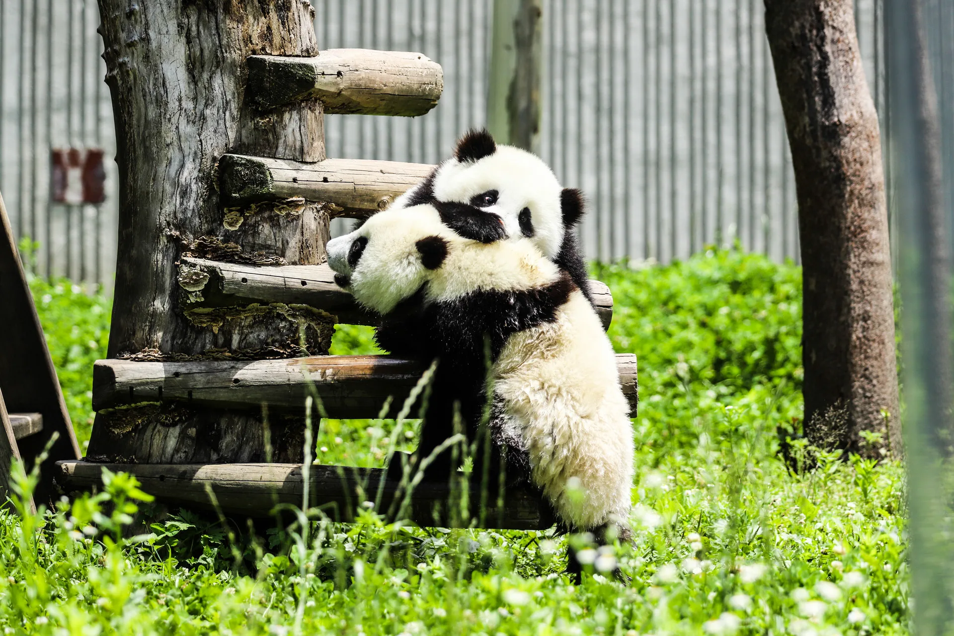 Beyond Chengdu: Pandas, Ancient Water & Blue Lights