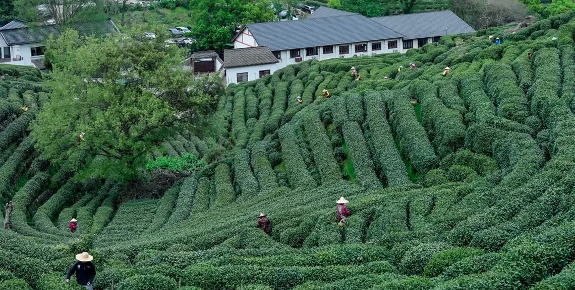 Longjing Tea & Tea Fields