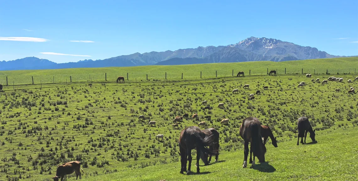 China's Silk Road Oases