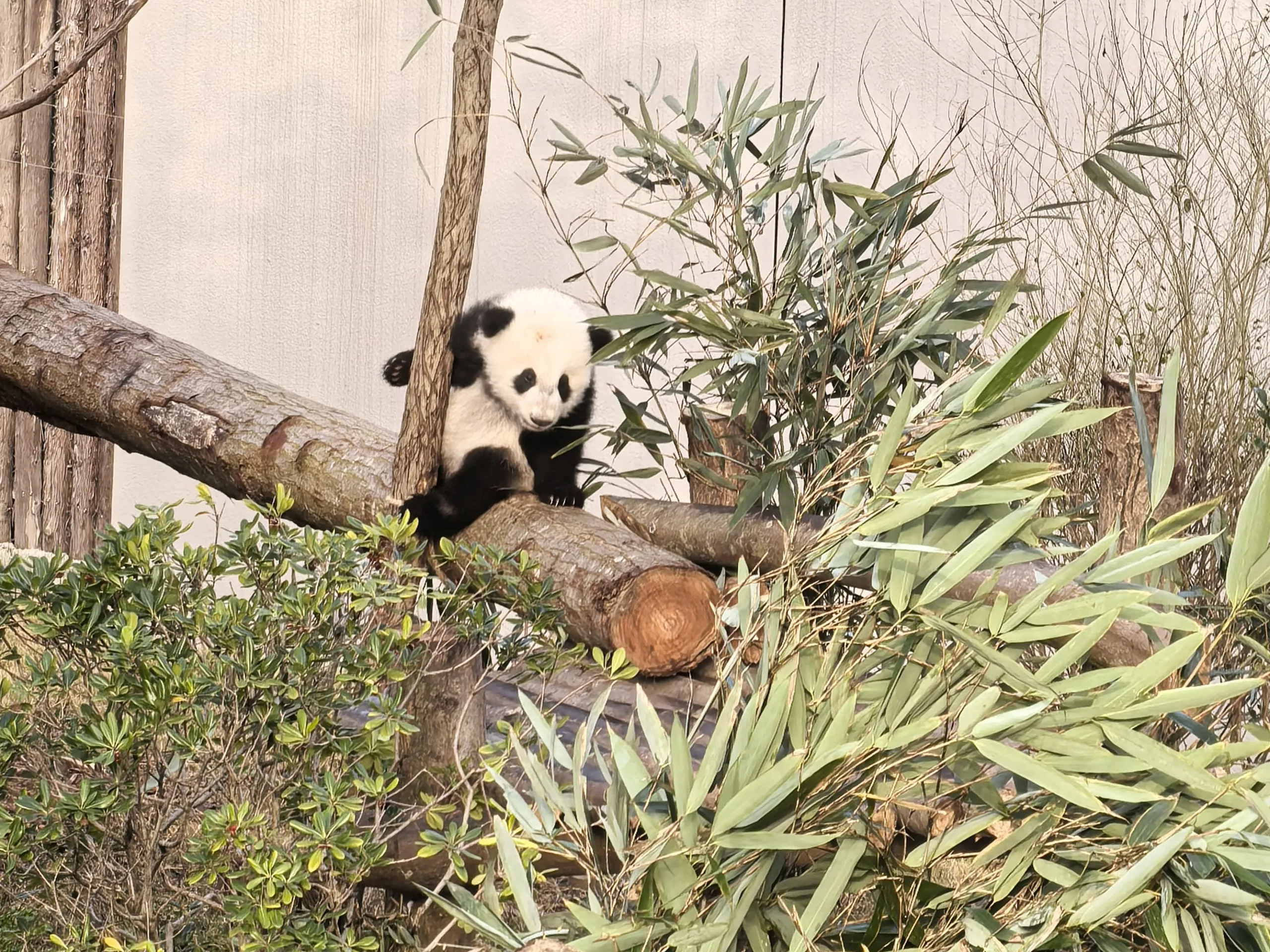 Chengdu Panda Base Morning Tour