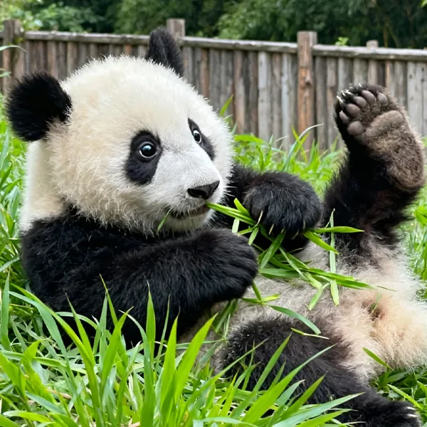 Chengdu Panda Base Morning Tour