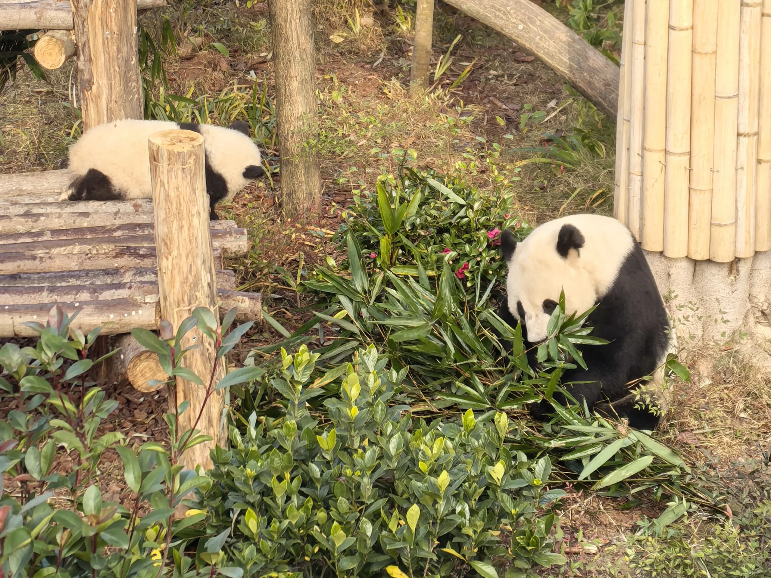 Chengdu Panda Base Morning Tour