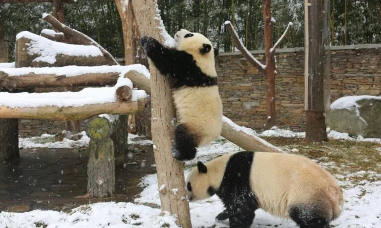 Sichuan Panda Kingdom: 5 Panda Bases