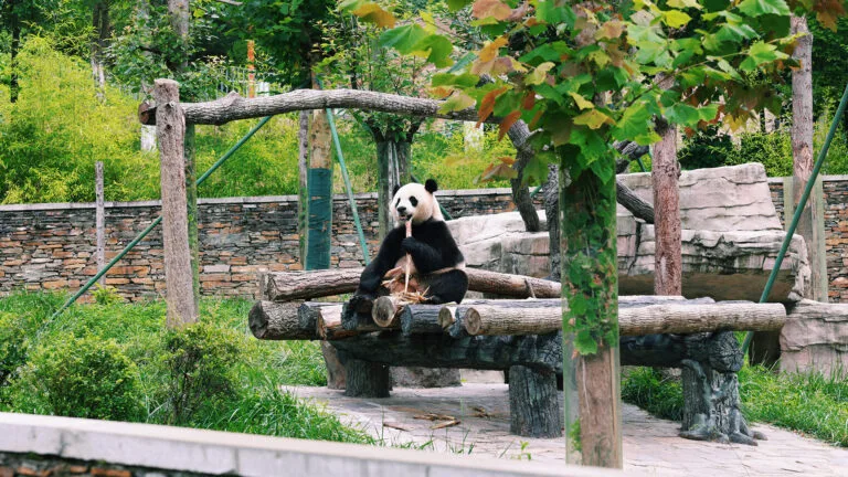 Chengdu Research Base of Giant Panda Breeding